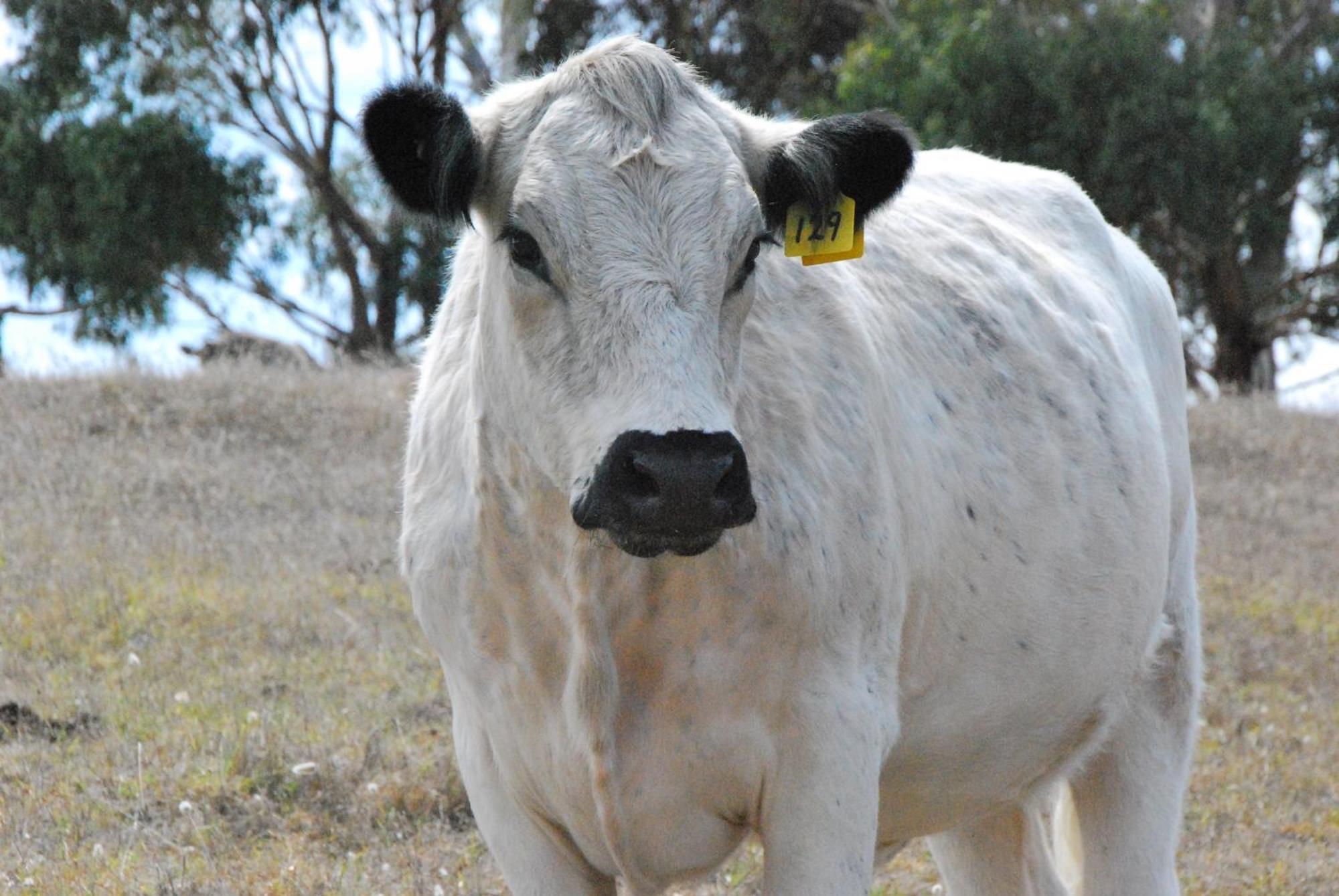Back Valley Farmstay Bed And Breakfast Victor Harbor Bagian luar foto