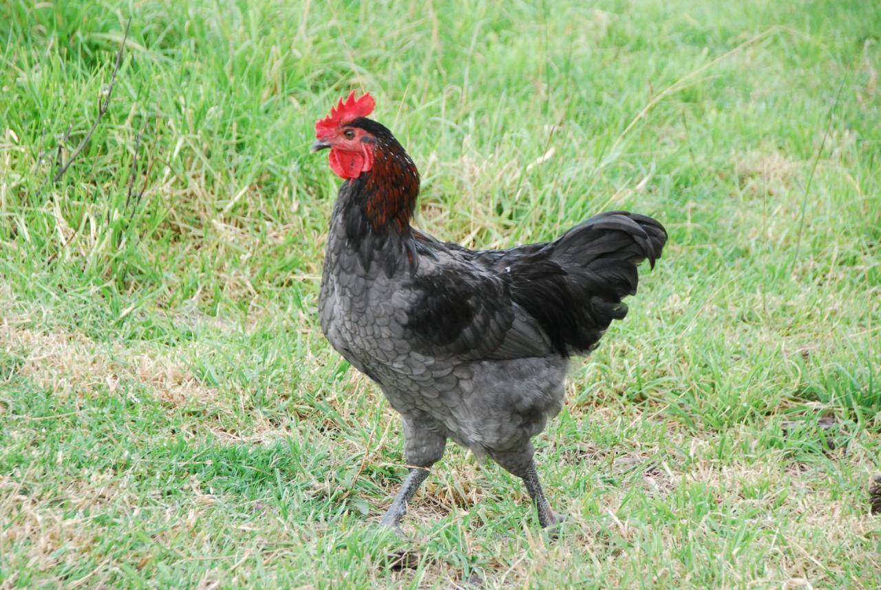 Back Valley Farmstay Bed And Breakfast Victor Harbor Bagian luar foto