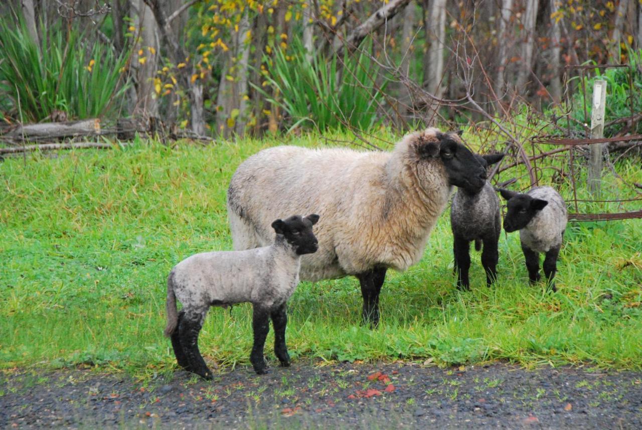 Back Valley Farmstay Bed And Breakfast Victor Harbor Bagian luar foto